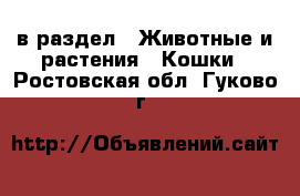  в раздел : Животные и растения » Кошки . Ростовская обл.,Гуково г.